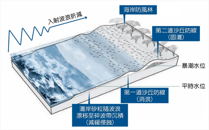 Schematic of dune lines used for sediment-balance control