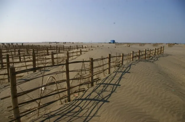Sand fences installed on a beach for dune restoration